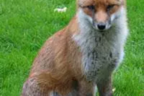 Fox