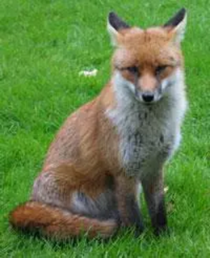 Fox